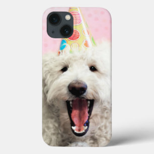 Goldendoodle With Party Hat