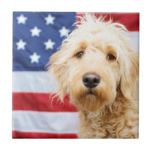 Goldendoodododle com bandeira americana