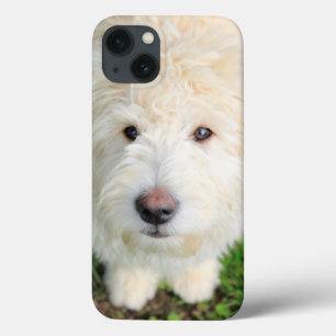 Goldendoodododle Puppy Olhando Para A Câmera