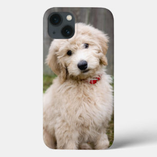 Goldendoododododle Puppy Senta Em Grama