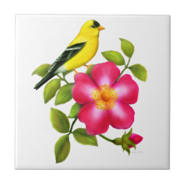 Goldfinch americano no azulejo cor-de-rosa