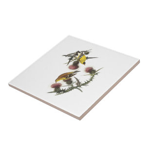 Goldfinch americano por Audubon