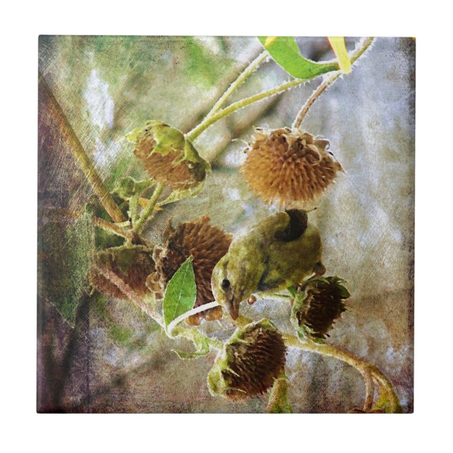 Goldfinch e Girassóis (Frente)