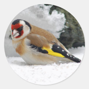 Goldfinch europeu em etiquetas da neve