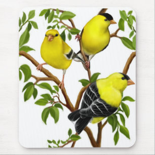 Goldfinches americanos nas videiras Mousepad