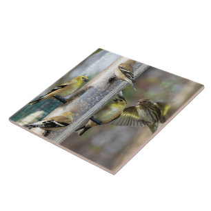 Goldfinches no alimentador