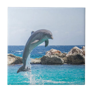 Golfinho de Bottlenose