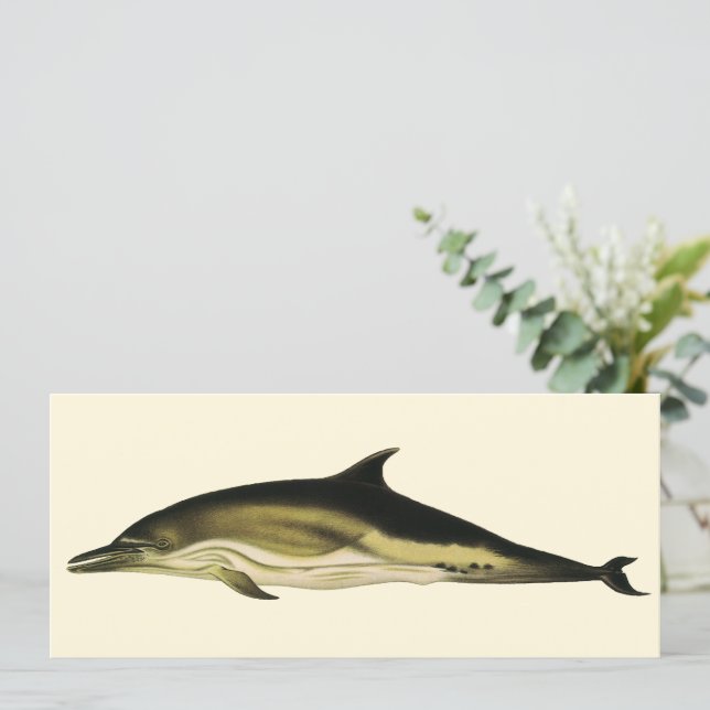 Golfinho Delphinus Delphis, Mamíferos Marinhos Vin (Em pé/Frente)