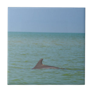 Golfinho em Sanibel