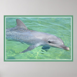 golfinho impressão premium