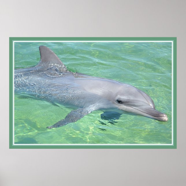 golfinho impressão premium (Frente)