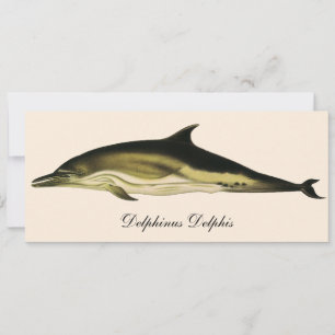Golfo Delphinus Delphis, Animais Marinhos Vintage