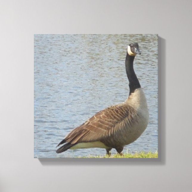Goose by Pond Canvas Art (Frente)