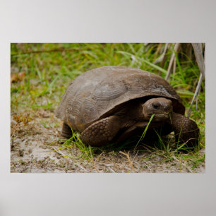 Gopher Tortoise Come Grass Poster