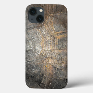 Gopher Tortoise Shell