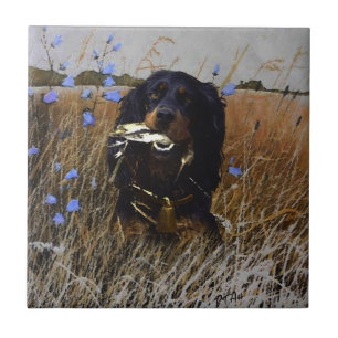 Gordon Setter