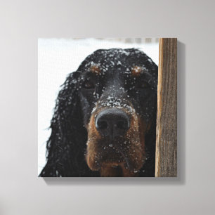Gordon Setter na Canvas de inverno