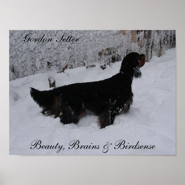 Gordon Setter Poster (Frente)