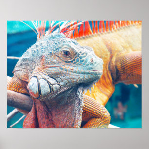 Gorgeous Colorful Iguana Poster