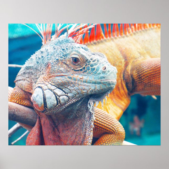 Gorgeous Colorful Iguana Poster (Frente)