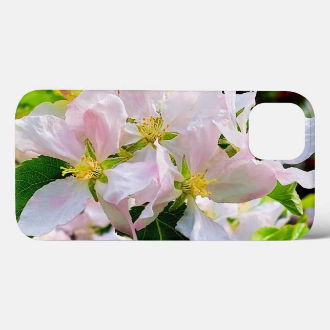 Gorgeous Malus asiatica Foto (Verso (horizontal))