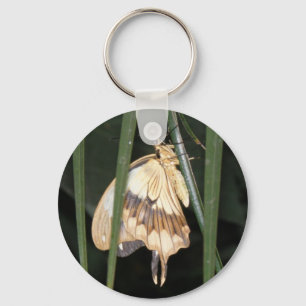 Gorgeous Moth Chaveiro