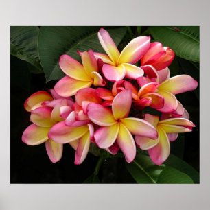 Gorgeous Pink e Yellow Plumeria Poster