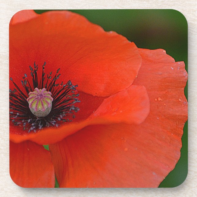 Gorgeous Poppy Porta copos (Frente)