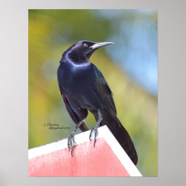 Gorgeous raven crow bird Poster or Print (Frente)