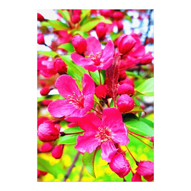 Gorgeous Red Barron Crabapple Foto (Frente)