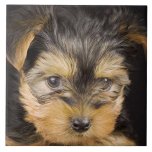 Gorgeous Yorkshire Terrier