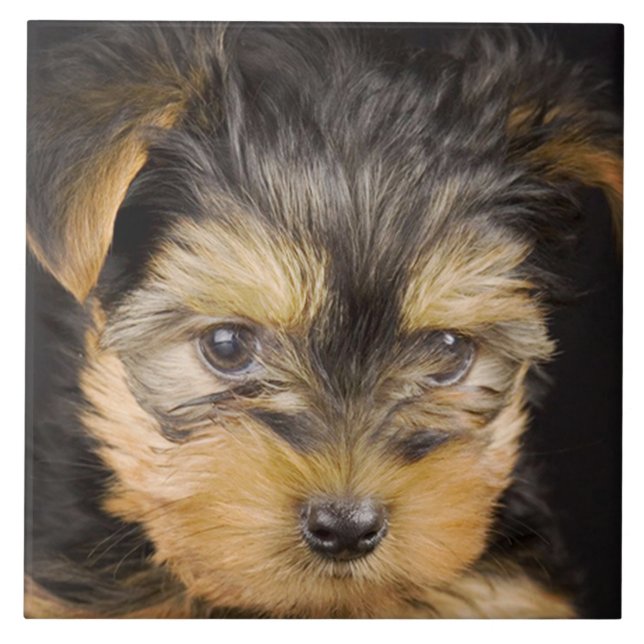 Gorgeous Yorkshire Terrier (Frente)