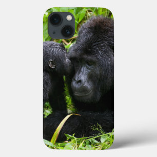 Gorila da Montanha Criança beija Silverback Goril