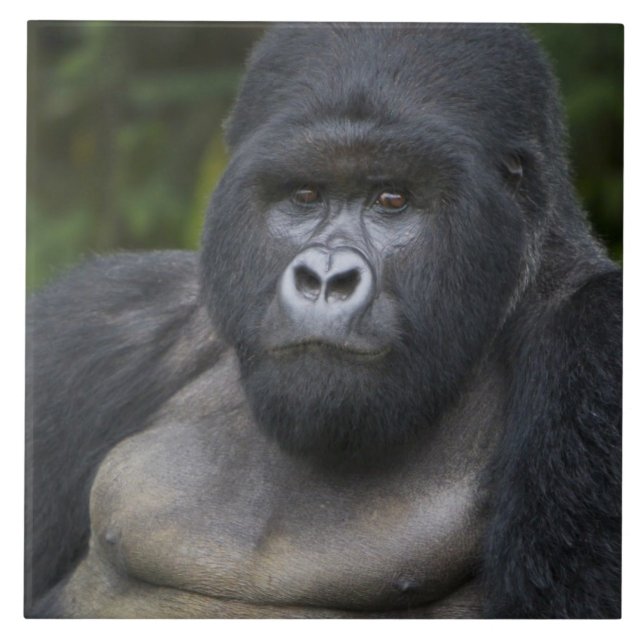 Gorila da Montanha e Silverback (Frente)