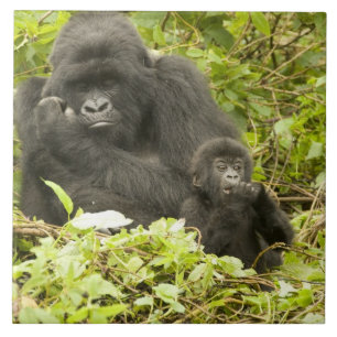 Gorila-da-montanha, Gorilla beringei (anteriorment