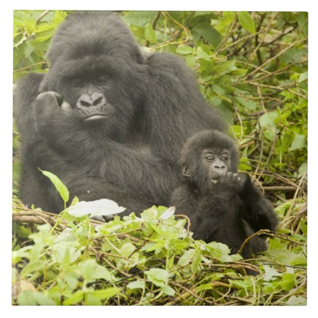 Gorila-da-montanha, Gorilla beringei (anteriorment (Frente)