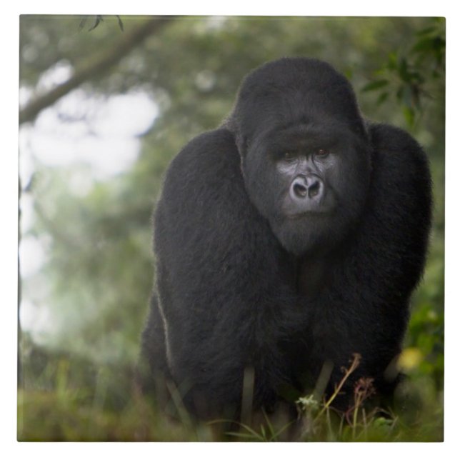 Gorila de montanha e Silverback (Frente)