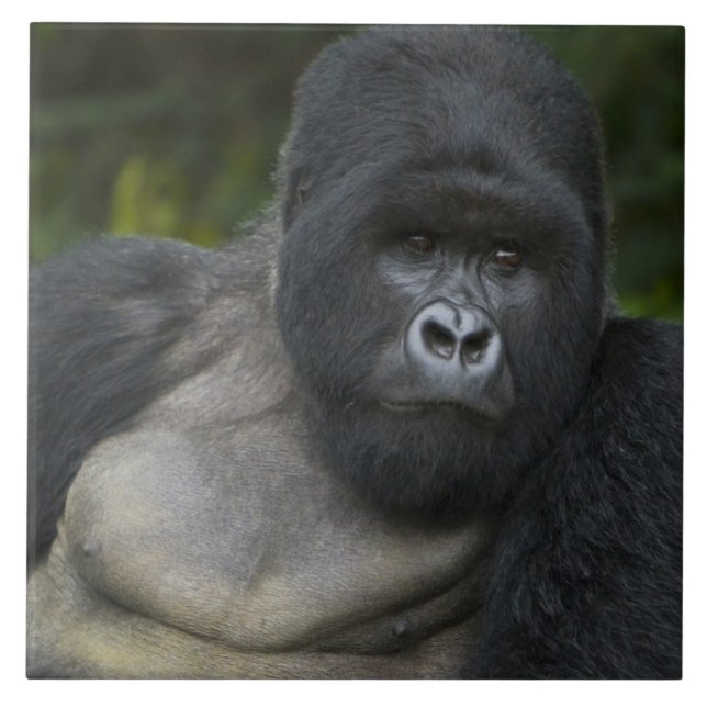 Gorila de montanha e Silverback (Frente)