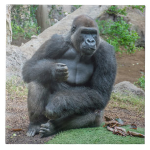 Gorila no azulejo zoológico de cerâmica