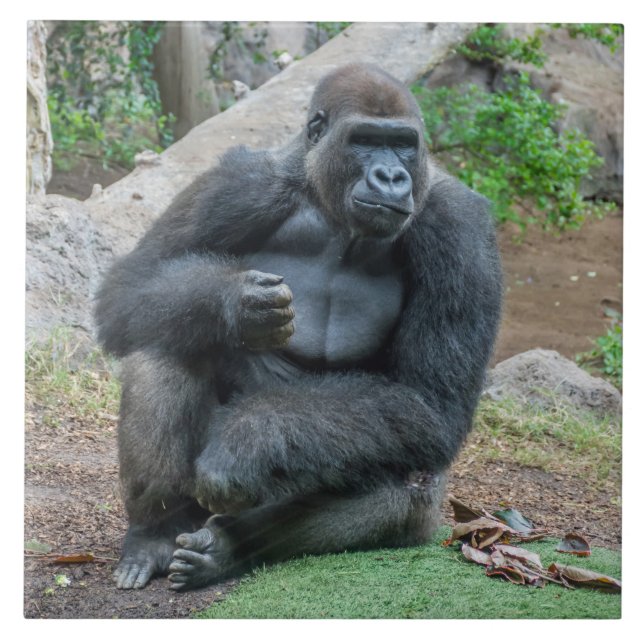 Gorila no azulejo zoológico de cerâmica (Frente)