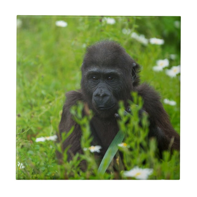 Gorilla Baby Escondendo-Se Na Praça Da Grama (Frente)