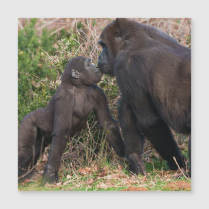 Gorilla Baby's Affectionate for Mãe