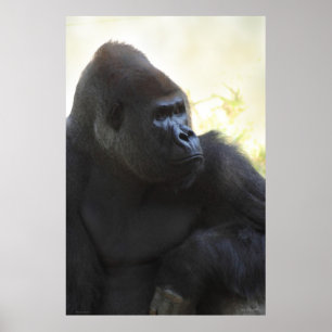 Gorilla Gaze Poster - 40x60 - outros tamanhos disp