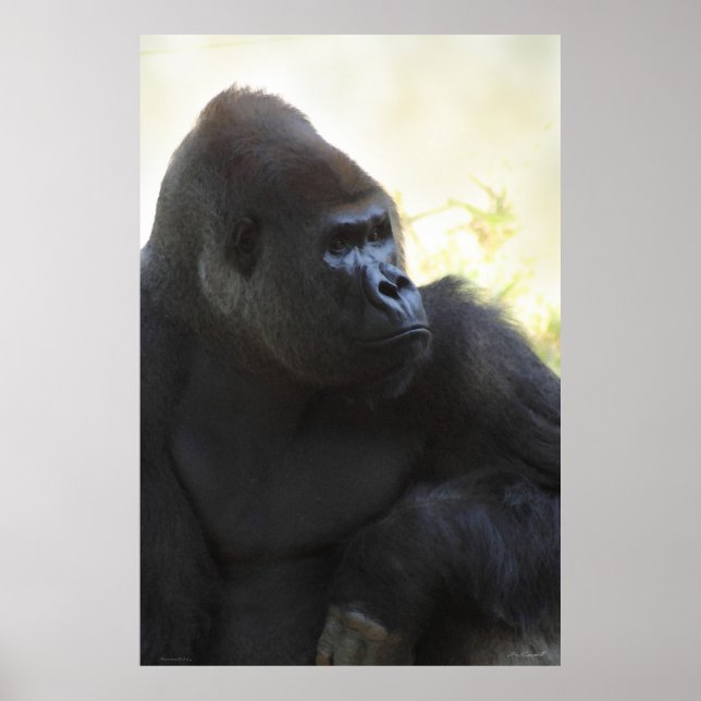 Gorilla Gaze Poster - 40x60 - outros tamanhos disp (Frente)