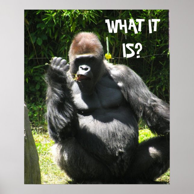 GORILLA GREETING poster (Frente)