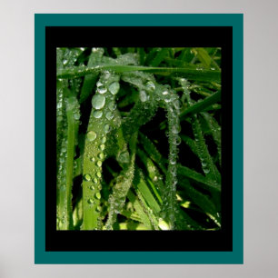 Gotas da chuva no impressão da grama