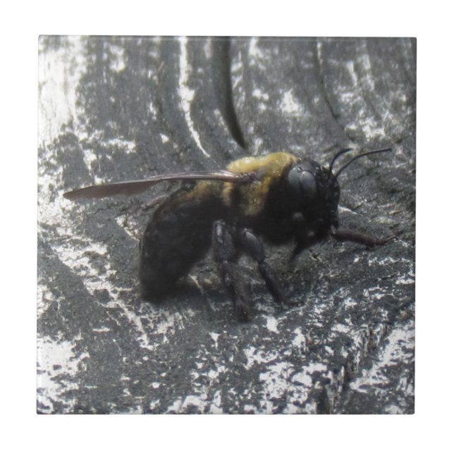 Gotas de chuva (Frente)