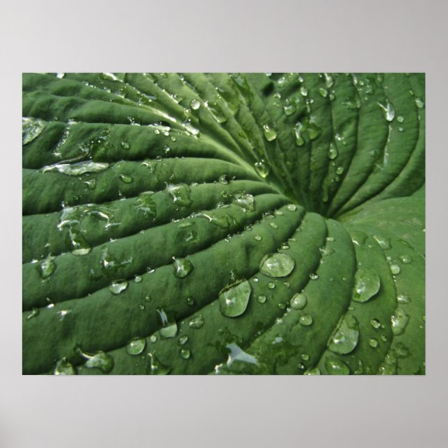 Gotas de chuva em Hosta Leaf Poster (Frente)