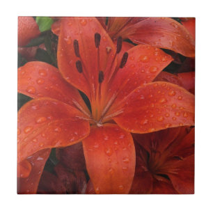 Gotas de chuva em uma Lily