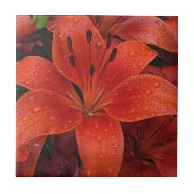 Gotas de chuva em uma Lily (Frente)